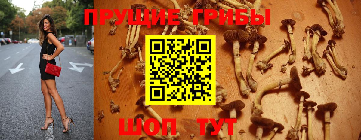 Псилоцибиновые грибы Psilocybine cubensis Кумертау